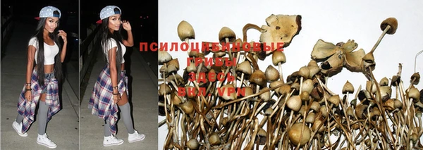 ПСИЛОЦИБИНОВЫЕ ГРИБЫ Алзамай